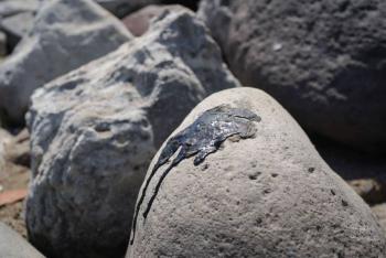 Persisten manchas de hidrocarburos en playas de Veracruz tras m&aacute;s de dos meses del derrame