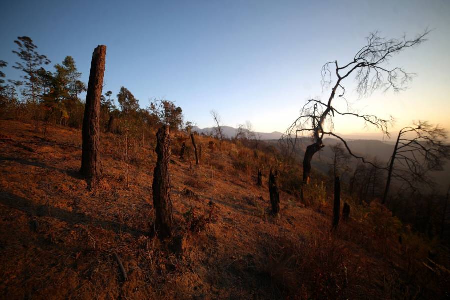 M&eacute;xico endurece medidas contra la deforestaci&oacute;n y bloquea comercializaci&oacute;n de predios afectados