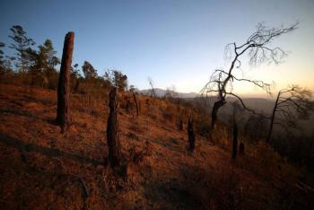 M&eacute;xico endurece medidas contra la deforestaci&oacute;n y bloquea comercializaci&oacute;n de predios afectados