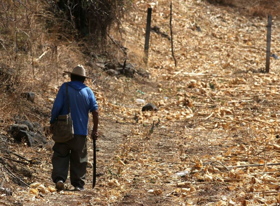 SDR abre convocatoria para apoyar con malla antigranizo a productores de Chihuahua