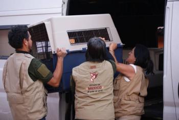 Maltrato animal en Edomex tendr&aacute; sanciones de hasta 35 mil pesos y c&aacute;rcel