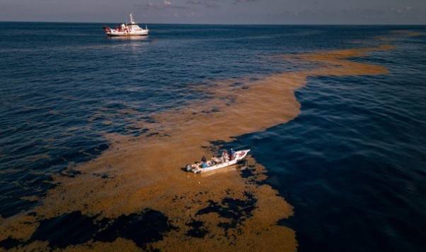 IMIPAS se suma a iniciativa para industrializar sargazo en el Caribe Mexicano