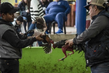 Edomex proh&iacute;be peleas de animales: nueva ley de bienestar animal