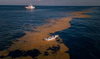 IMIPAS se suma a iniciativa para industrializar sargazo en el Caribe Mexicano