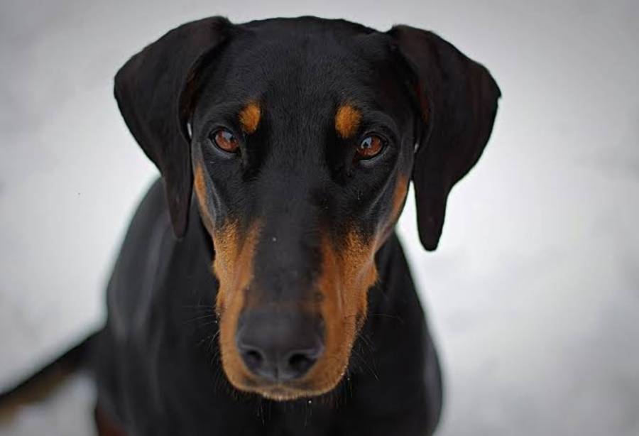 Primer caso de gusano barrenador en un perro en la Ciudad de M&eacute;xico activa medidas de vigilancia sanitaria