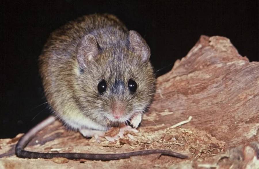 Ratón colilargo: el pequeño roedor que transmite la variante Andes del hantavirus