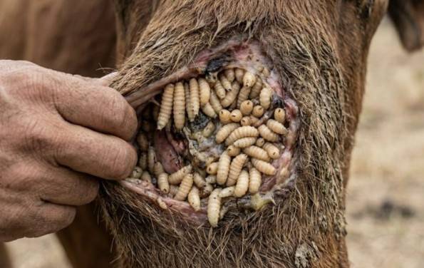UAQ alerta por riesgos del gusano barrenador en humanos