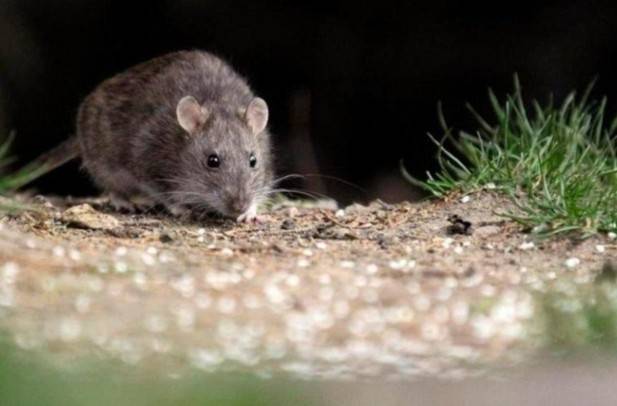 El colilargo, el roedor detr&aacute;s de la peligrosa variante Andes del hantavirus