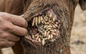 UAQ alerta por riesgos del gusano barrenador en humanos