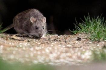 El colilargo, el roedor detr&aacute;s de la peligrosa variante Andes del hantavirus