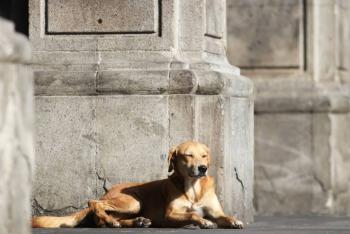 Detectan en Morelos primer contagio de gusano barrenador en un perro