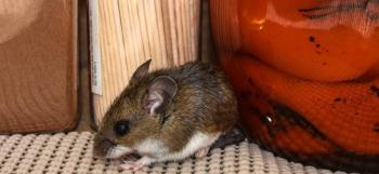 Hantavirus: qu&eacute; es, c&oacute;mo se transmite, s&iacute;ntomas y tratamiento
