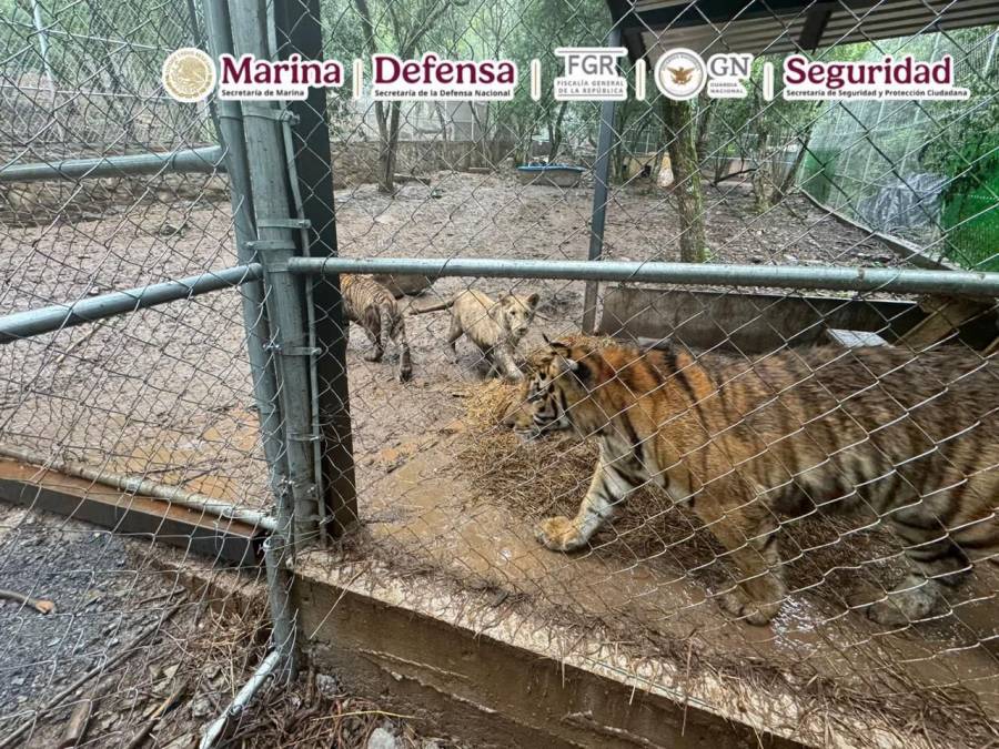 Capturan en Nuevo Le&oacute;n a presunto operador del huachicol ligado al C&aacute;rtel del Noroeste; incautan 7 tigres