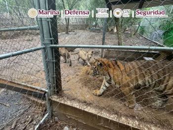 Capturan en Nuevo Le&oacute;n a presunto operador del huachicol ligado al C&aacute;rtel del Noroeste; incautan 7 tigres