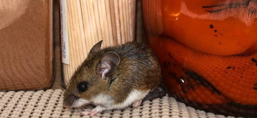 Conave emite aviso por brote de hantavirus; pide reforzar vigilancia en México