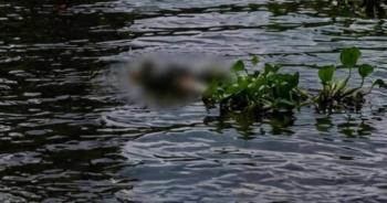 Tres hombres asesinados en Minatitl&aacute;n tras hallazgo de ganadero en r&iacute;o Coatzacoalcos