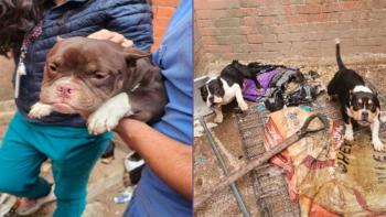 Edomex aprueba ley que proh&iacute;be experimentaci&oacute;n con animales y endurece sanciones por maltrato