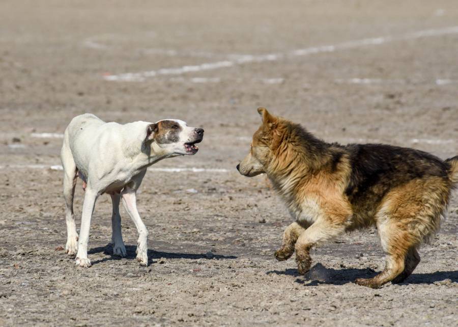 Perros, segunda especie más afectada por gusano barrenador en México
