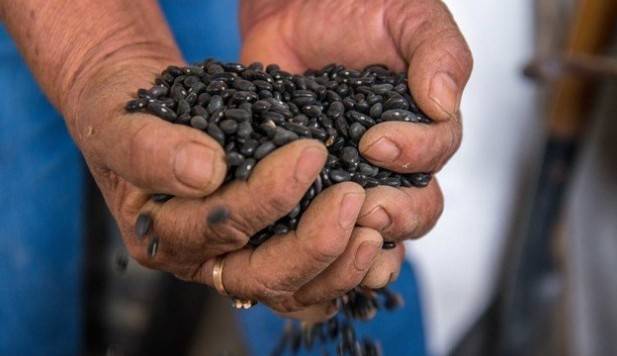 Gobierno federal invertir&aacute; 17 mil 266 mdp en el campo de Zacatecas en 2026