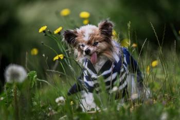 El perro considerado 