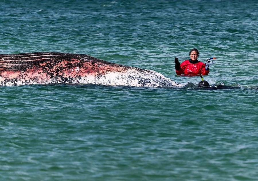 Confirman muerte de “Timmy”, la ballena jorobada rescatada en Alemania