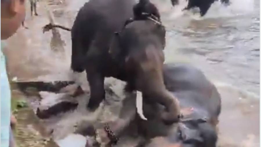 Turista muere en santuario de elefantes en India tras pelea entre ejemplares