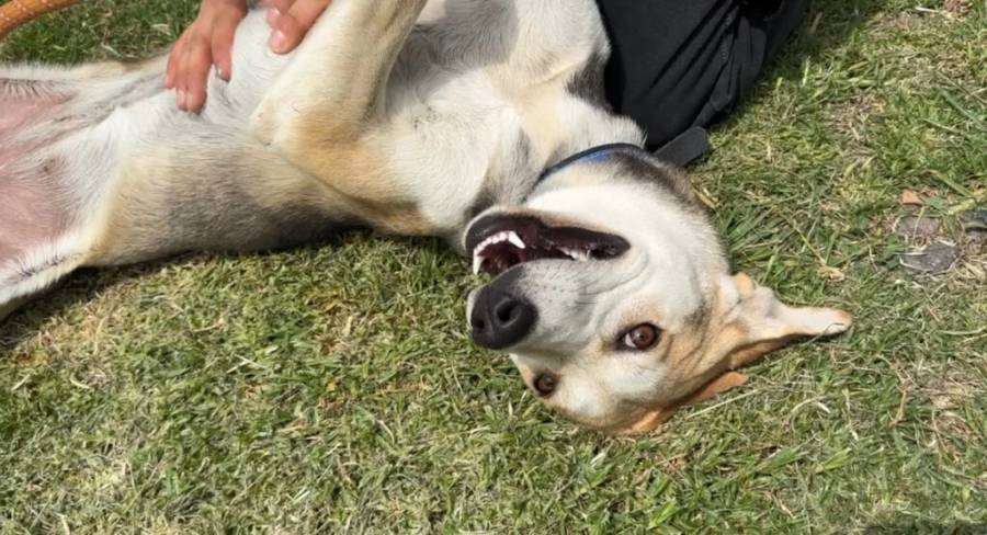 Centro de Transferencia Canina del Metro participará en PETFEST 2026 con jornadas de adopción responsable