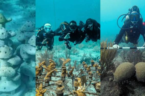 Restaurar los corales mientras se impulsa el turismo submarino, el desaf&iacute;o de Coral Print