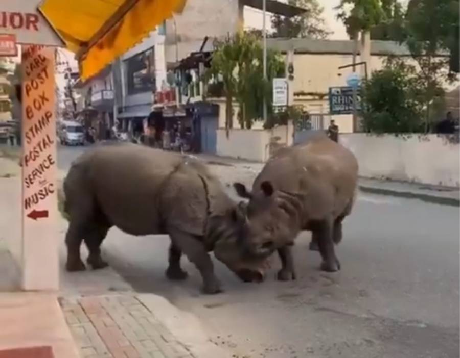 Batalla de rinocerontes alarma a turistas en zona urbana de Nepal