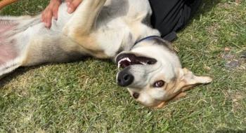 Centro de Transferencia Canina del Metro participar&aacute; en PETFEST 2026 con jornadas de adopci&oacute;n responsable