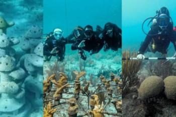 Restaurar los corales mientras se impulsa el turismo submarino, el desaf&iacute;o de Coral Print