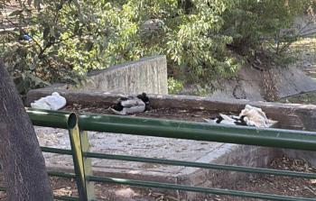 Diputada Maricela Silva denuncia maltrato animal en Huayamilpas y exige plan de rescate ambiental