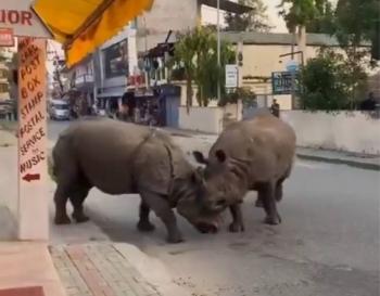 Batalla de rinocerontes alarma a turistas en zona urbana de Nepal