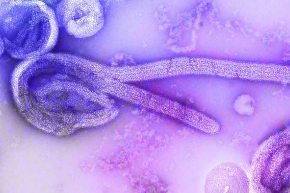 OMS eval&uacute;a vacunas experimentales para contener el brote de &eacute;bola en el Congo