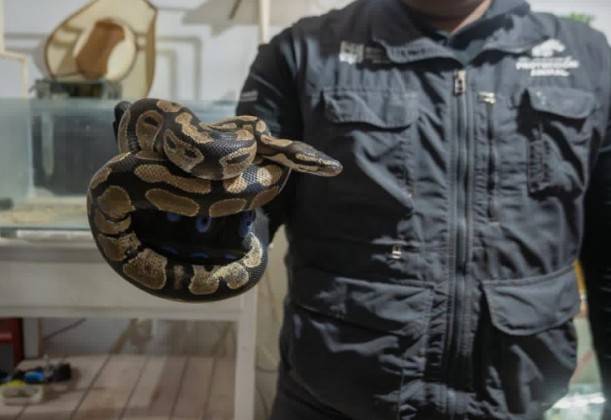 IMPA asegura ajolotes, pit&oacute;n y otras especies ex&oacute;ticas en El Marqu&eacute;s