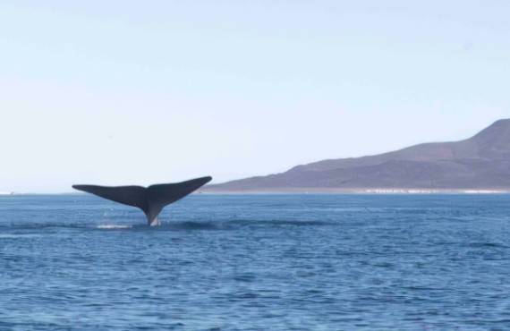 Puerto de Loreto: ¿puede el exito en Mahahual ayudar a la ballena azul en BCS?