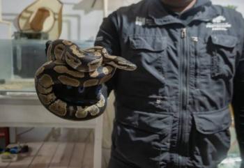 IMPA asegura ajolotes, pit&oacute;n y otras especies ex&oacute;ticas en El Marqu&eacute;s