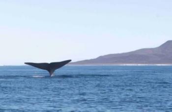 Puerto de Loreto: ¿puede el exito en Mahahual ayudar a la ballena azul en BCS?