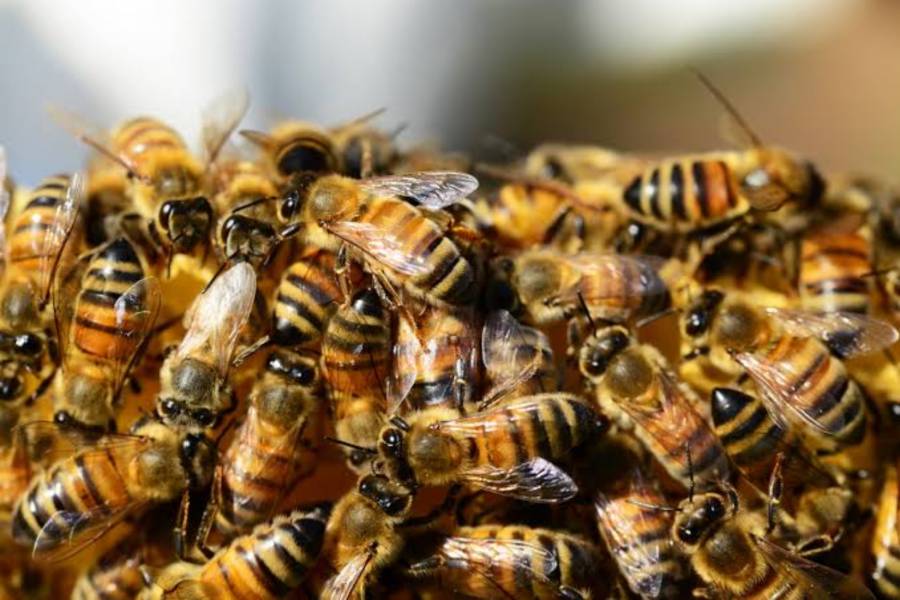 Menor es hospitalizada tras ataque de abejas en playa de Sinaloa