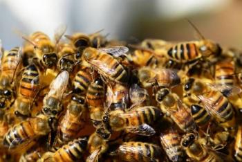 Menor es hospitalizada tras ataque de abejas en playa de Sinaloa