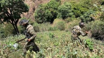 Marina destruye m&aacute;s de tres millones de plantas de amapola en comunidades de Nayarit