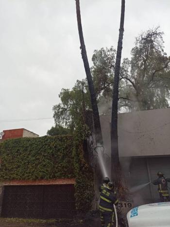Incendio de palmeras causa alarma en Jardines del Pedregal