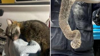 Rescatan un cachorro de zorro gris de un barranco y una serpiente en vivienda