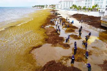 Quintana Roo reporta 65 playas en sem&aacute;foro rojo por sargazo