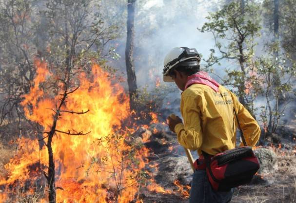 Chihuahua liquida 184 incendios forestales en 2025; cuatro siguen activos