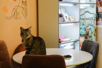 Congreso de la CDMX aprueba creaci&oacute;n de distintivo “pet friendly” para establecimientos mercantiles
