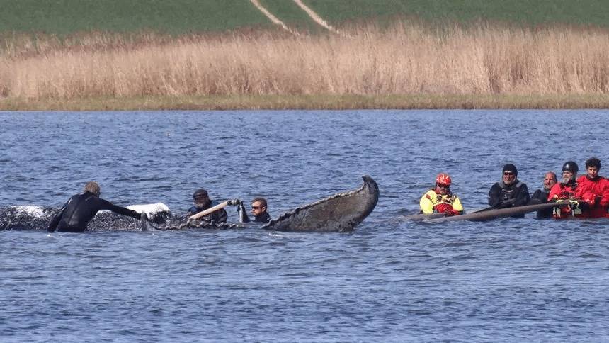 Realizarán autopsia a ballena jorobada “Timmy” hallada muerta en Dinamarca