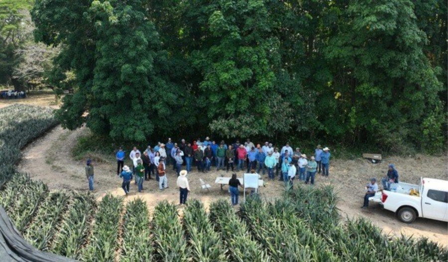 Productores de pi&ntilde;a de seis estados participan en Primer Encuentro Nacional en Veracruz
