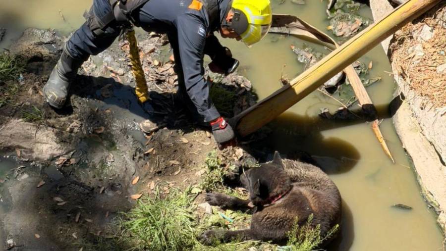 Polic&iacute;as de la PBI rescatan a perro que cay&oacute; a una barranca en &Aacute;lvaro Obreg&oacute;n