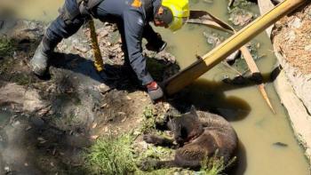 Polic&iacute;as de la PBI rescatan a perro que cay&oacute; a una barranca en &Aacute;lvaro Obreg&oacute;n